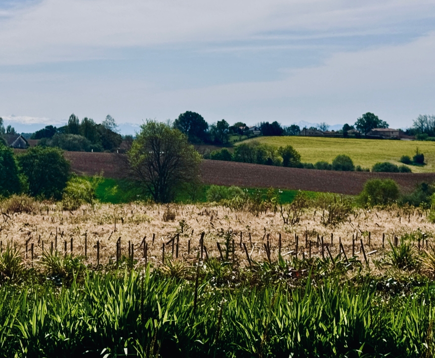 Paysage agricole vallonné à Heugas dans les Landes, avec les Pyrénées enneigées à l'horizon
