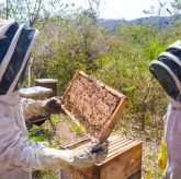 Deux apiculteurs en combinaison inspectent un cadre de ruche couvert d'abeilles