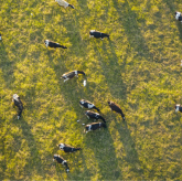 Production de lait et de viande bovine biologiques. Vaches élevées en plein air, pâturant dans les prairies verdoyantes de la ferme. Alimentation du bétail sur les pâturages de l'exploitation agricole