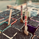 Semis en godets colorés, étiquette en bois « melon » au feutre rouge